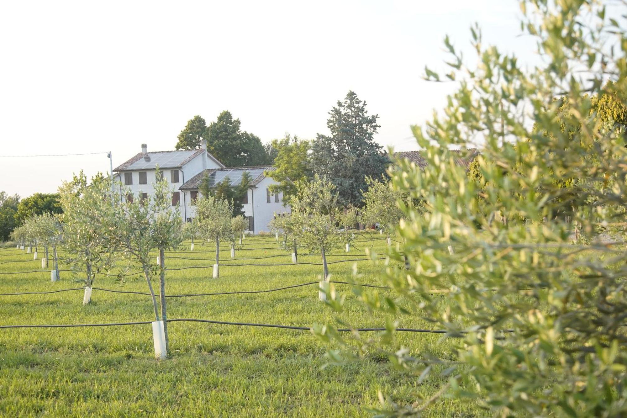 Vigolzone Casa Di Alba - Alloggi Turistici 아파트 외부 사진